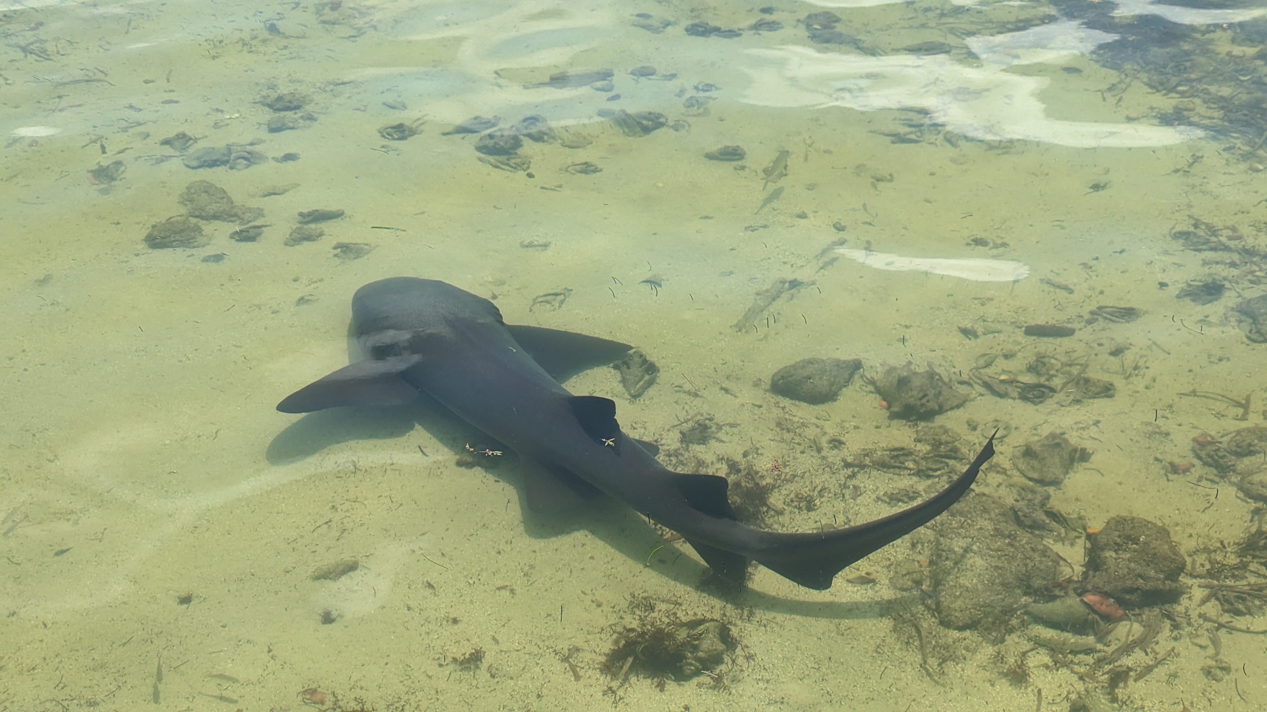 歌手・俳優・ギタリスト・安田章大