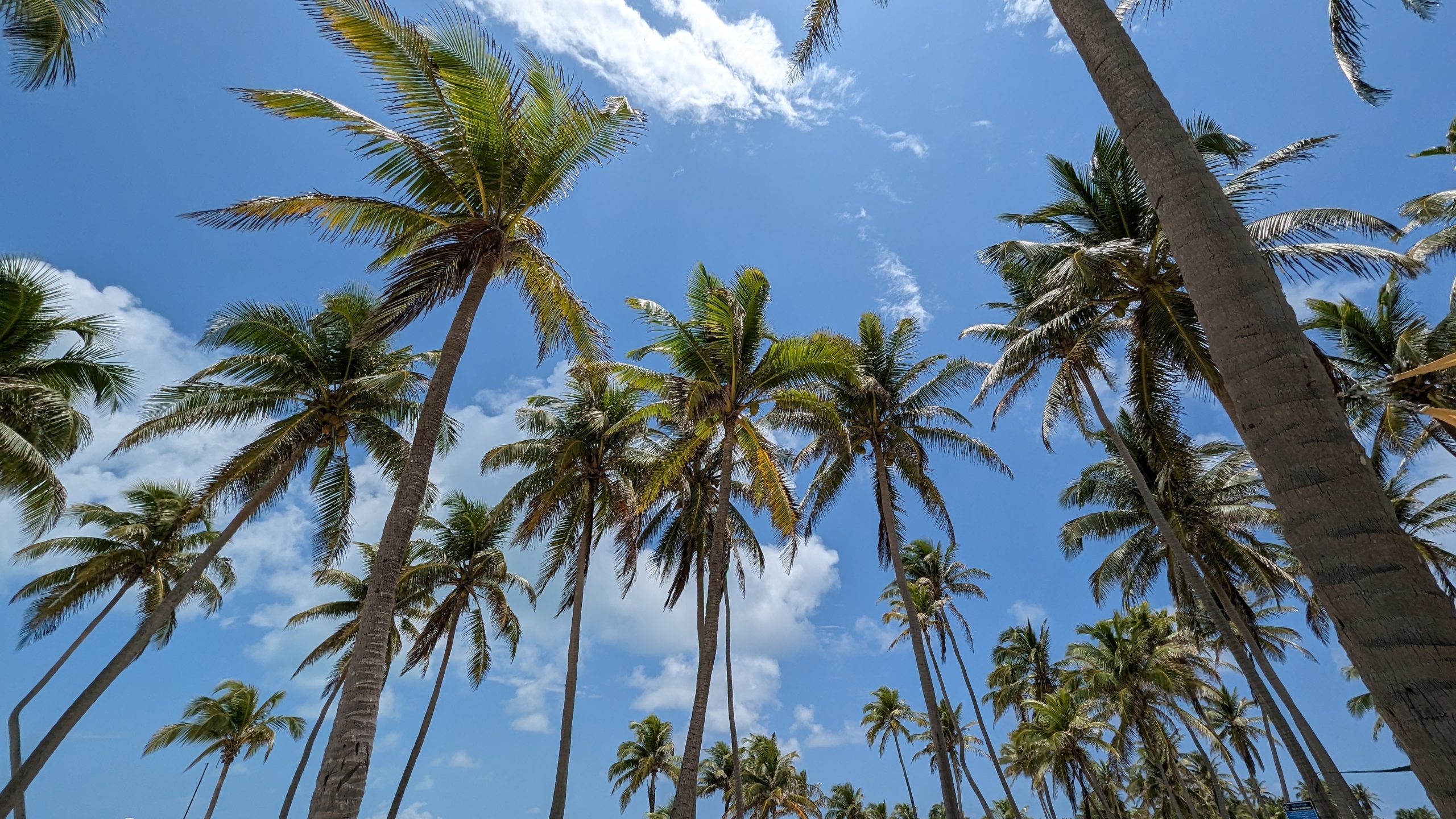 歌手・俳優・ギタリスト・安田章大